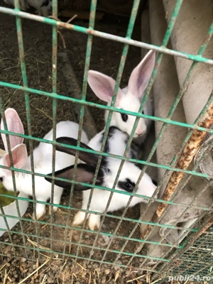 iepurasi de vinzare  - imagine 4 iepurasi de vinzare  - imagine 4