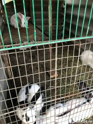 iepurasi de vinzare  - imagine 2 iepurasi de vinzare  - imagine 2