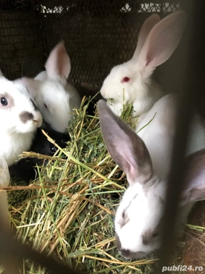 iepurasi de vinzare 