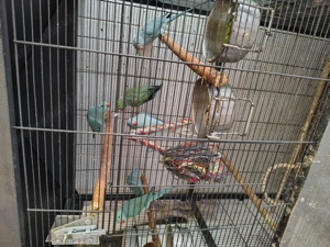 Micul Alexander  - imagine 4