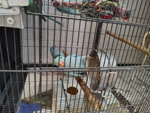 Micul Alexander  - imagine 3