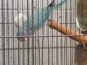 Micul Alexander  - imagine 2