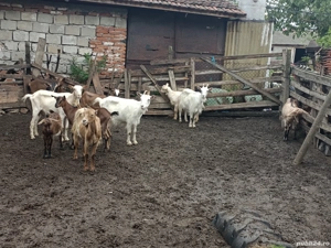 Capre și Iezi de vînzare - imagine 2