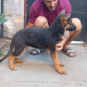 Catei ciobanesc german cu pedigree - imagine 4 Catei ciobanesc german cu pedigree - imagine 4