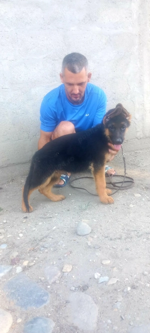 Catei ciobanesc german cu pedigree - imagine 3 Catei ciobanesc german cu pedigree - imagine 3