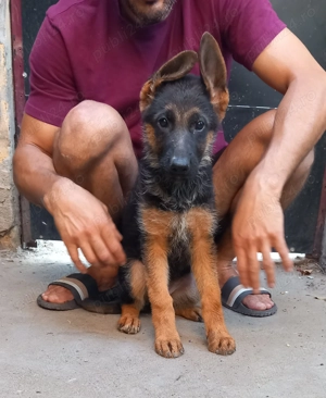 Catei ciobanesc german cu pedigree