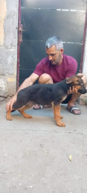 Catei ciobanesc german cu pedigree - imagine 2 Catei ciobanesc german cu pedigree - imagine 2