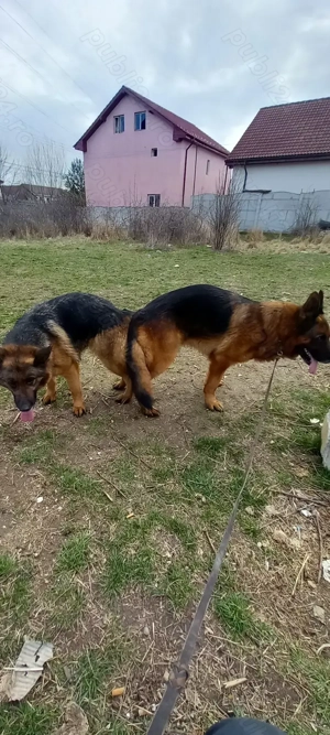 Catei ciobanesc german cu pedigree - imagine 5 Catei ciobanesc german cu pedigree - imagine 5