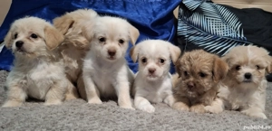 Bishon havanez  - imagine 4 Bishon havanez  - imagine 4