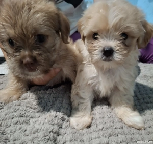 Bishon havanez  - imagine 2 Bishon havanez  - imagine 2