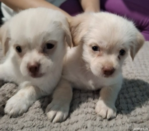 Bishon havanez  - imagine 3 Bishon havanez  - imagine 3