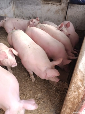 vand porci - imagine 3 vand porci - imagine 3