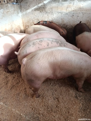 vand porci - imagine 2 vand porci - imagine 2