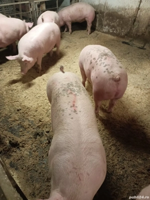 vand porci - imagine 4 vand porci - imagine 4