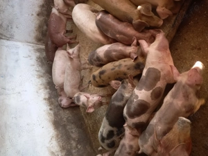 Purcei si grasuni - imagine 2