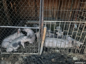 vand purcei 40 kg - imagine 3