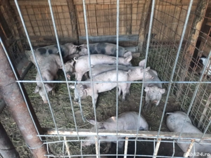 vand purcei 40 kg - imagine 2