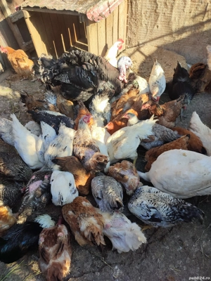 Curci si curcani de vânzare - imagine 2 Curci si curcani de vânzare - imagine 2