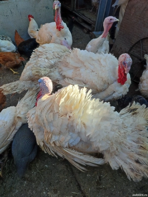 Curci si curcani de vânzare