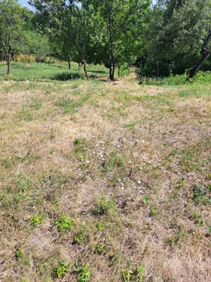 Teren 1127 mp   Intravilan  Paușesti Maglași  - imagine 4