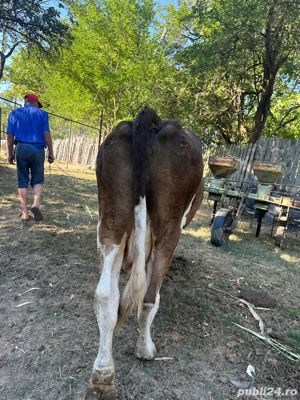 vand vaca  - imagine 4