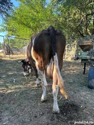 vand vaca  - imagine 3