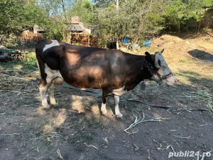 vand vaca  - imagine 2