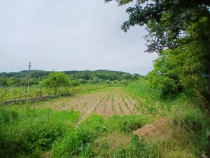 Casă cu teren și Anexe  - imagine 9