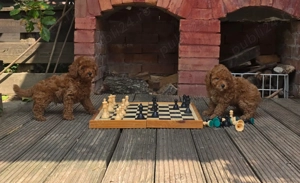 Pudel toy cu pedigree - imagine 2