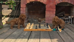 Pudel toy cu pedigree - imagine 3