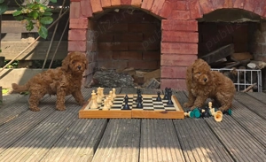 Pudel toy cu pedigree - imagine 4