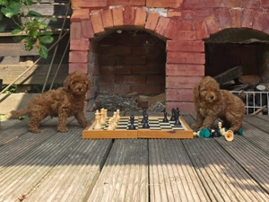 Pudel toy cu pedigree - imagine 5