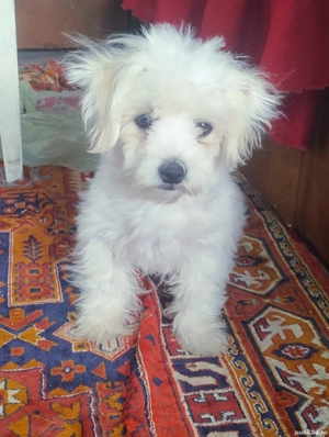 Bichonel mic si pufos - imagine 2 Bichonel mic si pufos - imagine 2