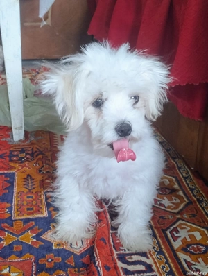 Bichonel mic si pufos