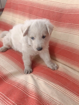 Ciobanesc elvetian de la parinti cu pedigre