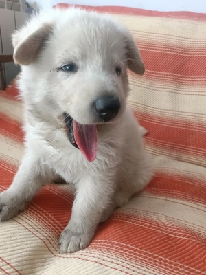 Ciobanesc elvetian de la parinti cu pedigre - imagine 2 Ciobanesc elvetian de la parinti cu pedigre - imagine 2