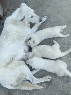 Ciobanesc elvetian de la parinti cu pedigre - imagine 3 Ciobanesc elvetian de la parinti cu pedigre - imagine 3