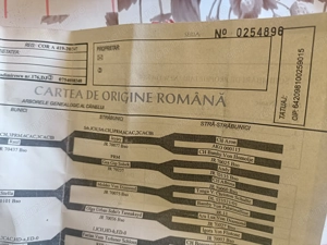 Ciobanesc elvetian de la parinti cu pedigre - imagine 4 Ciobanesc elvetian de la parinti cu pedigre - imagine 4