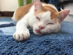 Pet sitter -pisici si caini