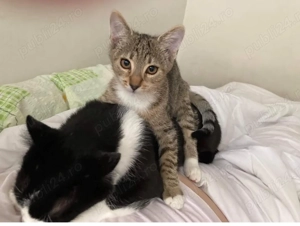 Pet sitter -pisici si caini  - imagine 2