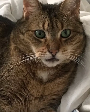 Pet sitter -pisici si caini  - imagine 4