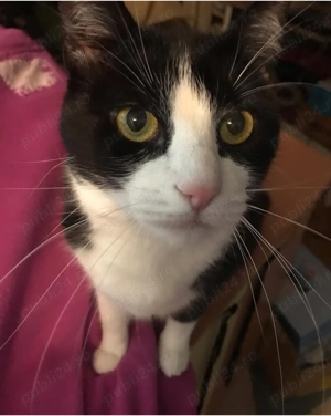 Pet sitter -pisici si caini  - imagine 3