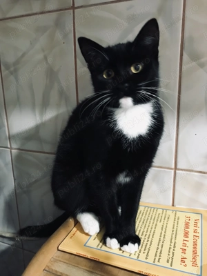 Pet sitter -pisici si caini  - imagine 5