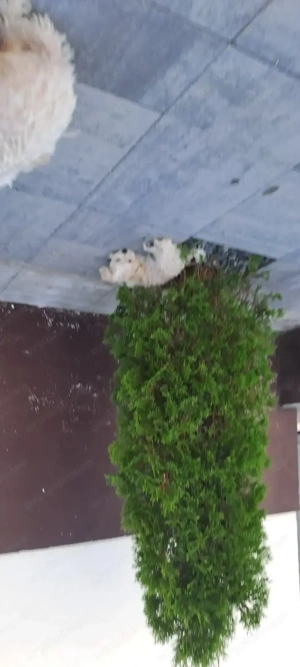 Bichon maltez talie mica  - imagine 2 Bichon maltez talie mica  - imagine 2