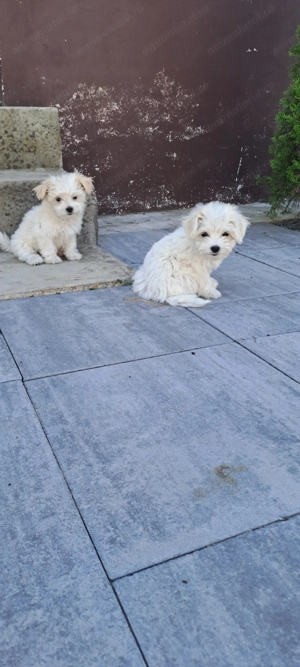 Bichon maltez talie mica  - imagine 3 Bichon maltez talie mica  - imagine 3