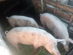 Vand porci protap crescuti natural