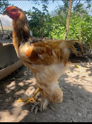 Cocoși Brahma Columbia 