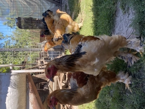 Cocoși Brahma Columbia  - imagine 2