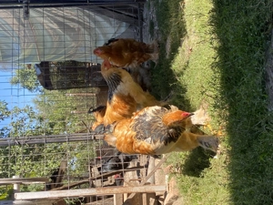 Cocoși Brahma Columbia  - imagine 3