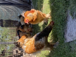 Cocoși Brahma Columbia  - imagine 4